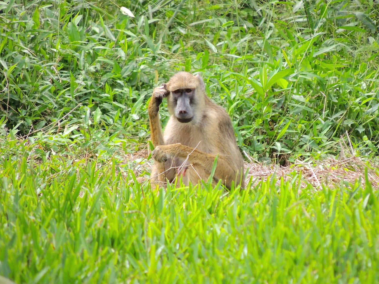 Yellow Baboon