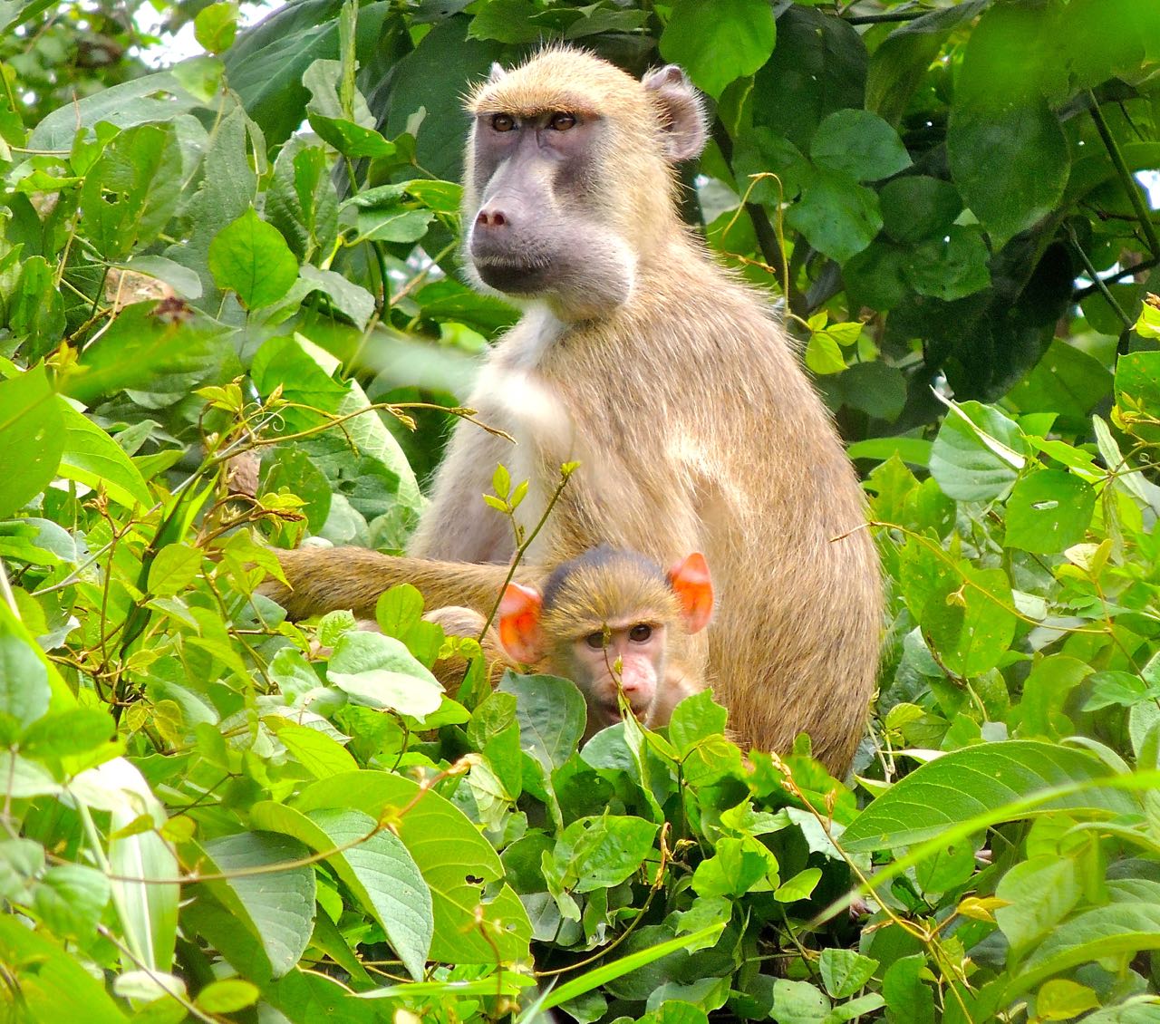 Yellow Baboons