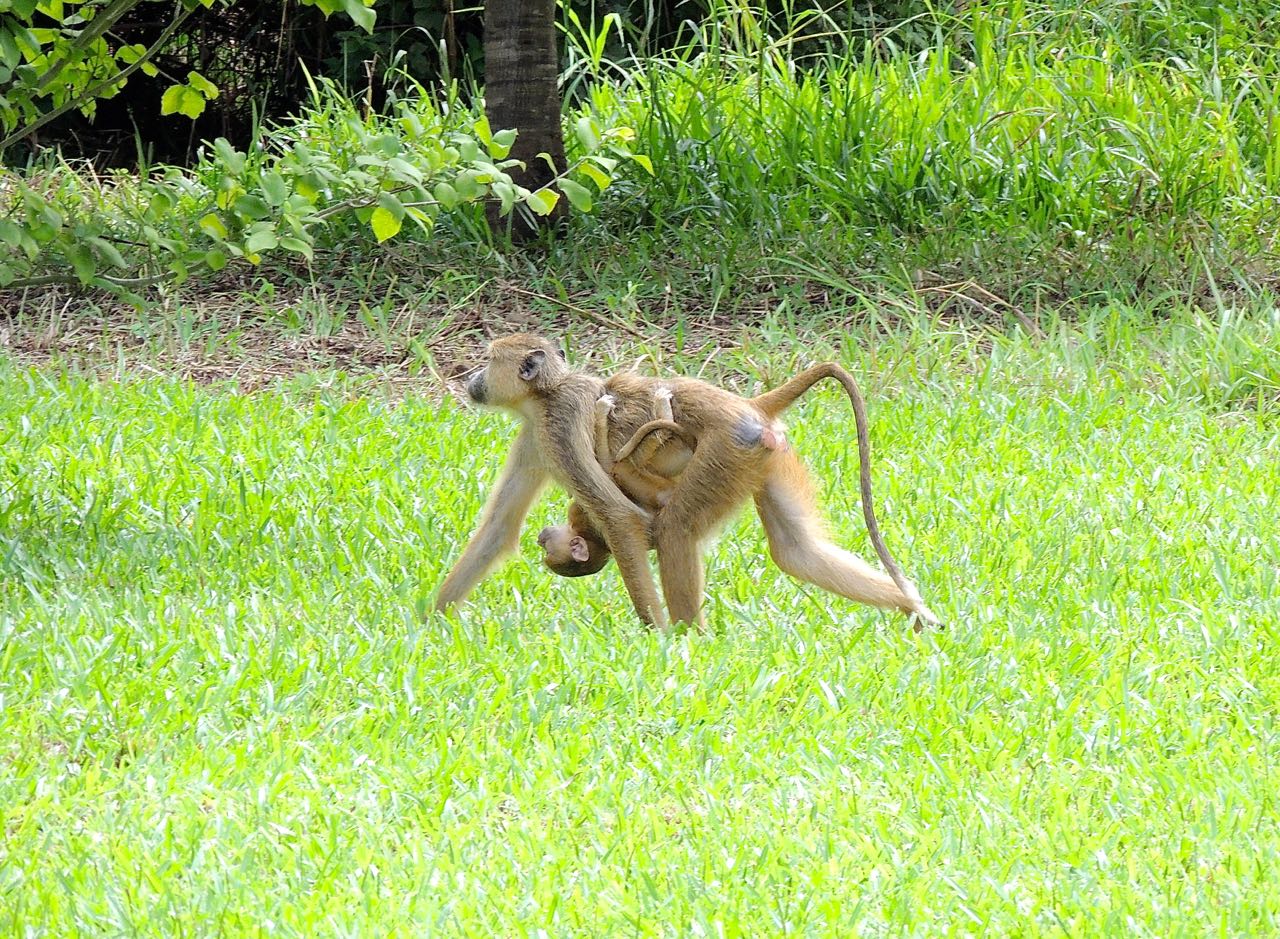 Yellow Baboons