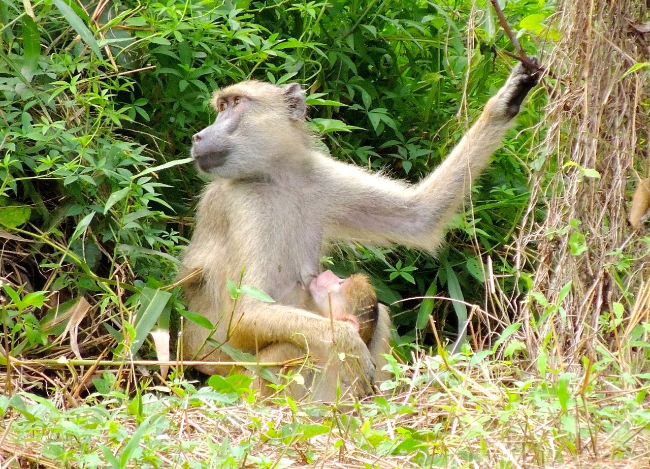 Yellow Baboons