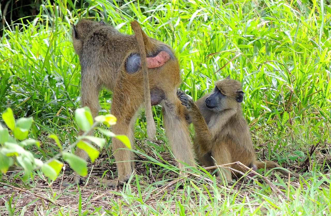 Yellow Baboons