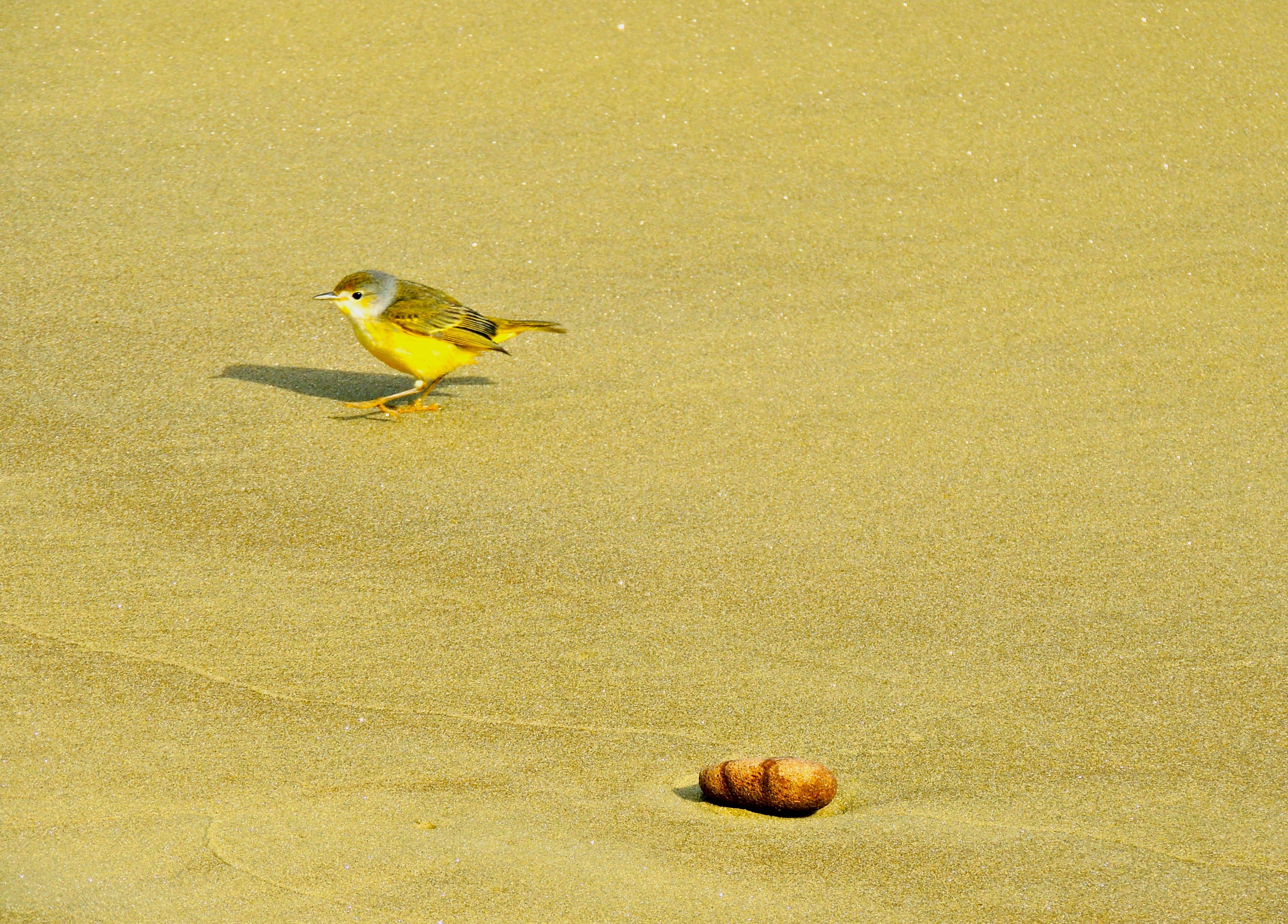 Yellow Warbler