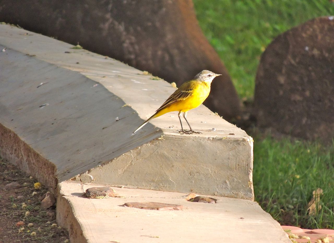 Yellow Wagtail