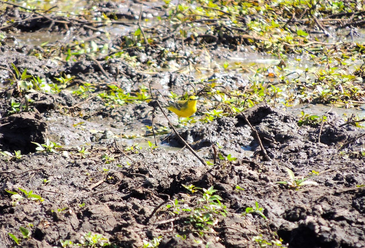 Yellow Wagtail