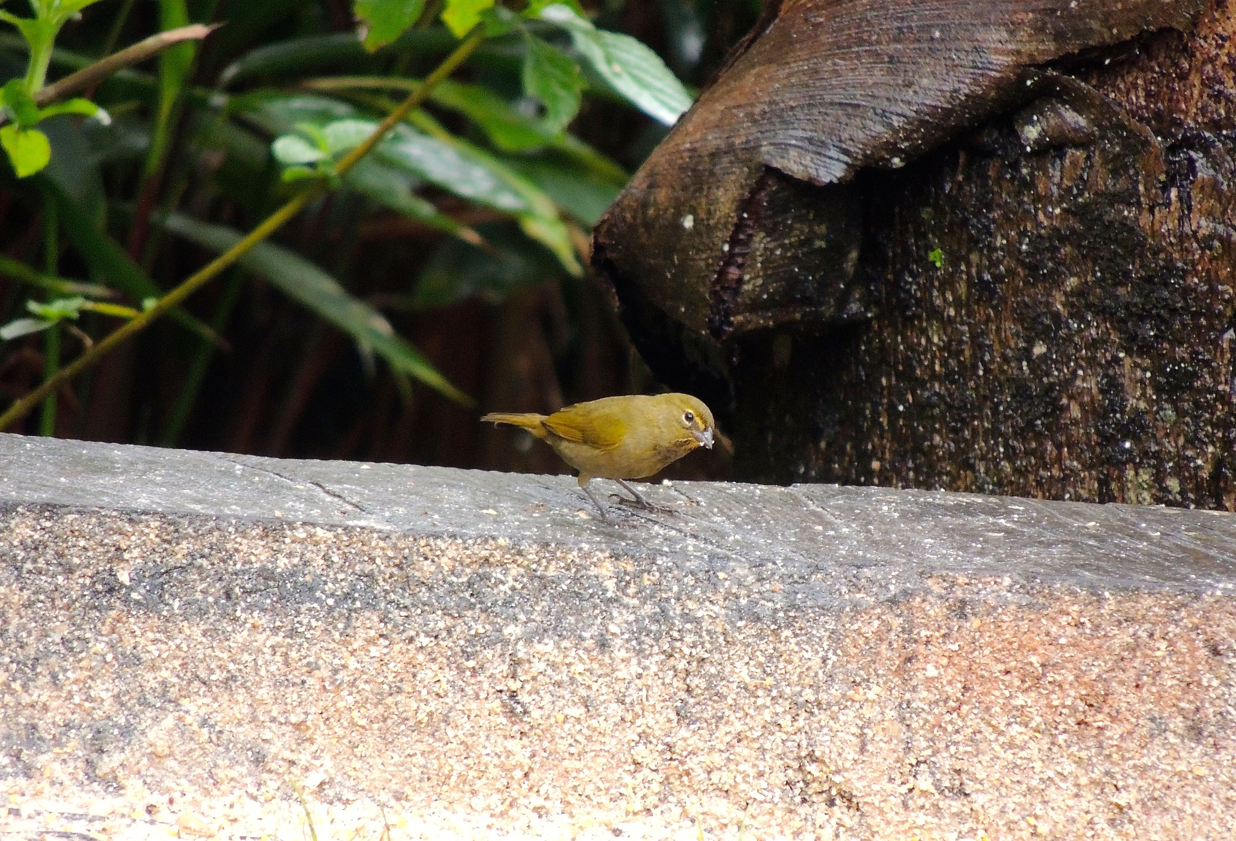 Yellow-faced Grassquit