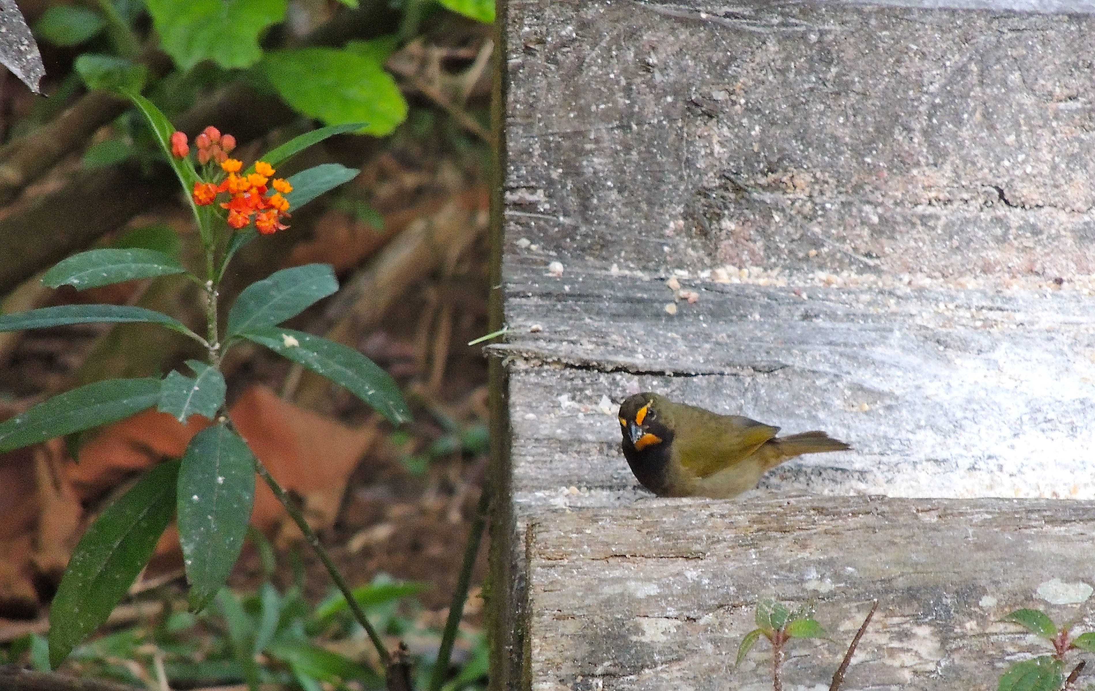 Yellow-faced Grassquit