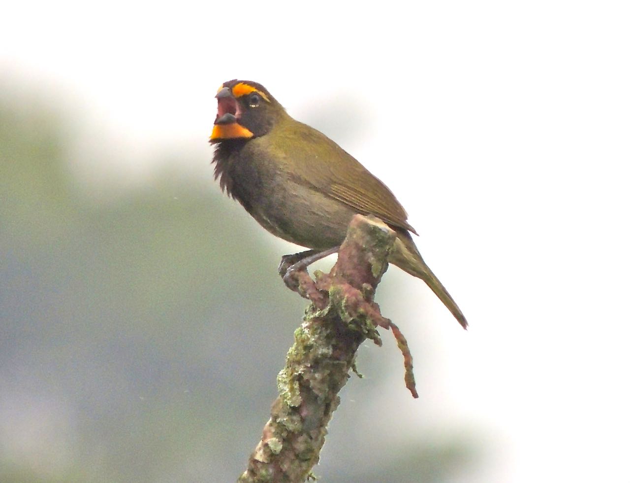 Yellow-faced Grassquit