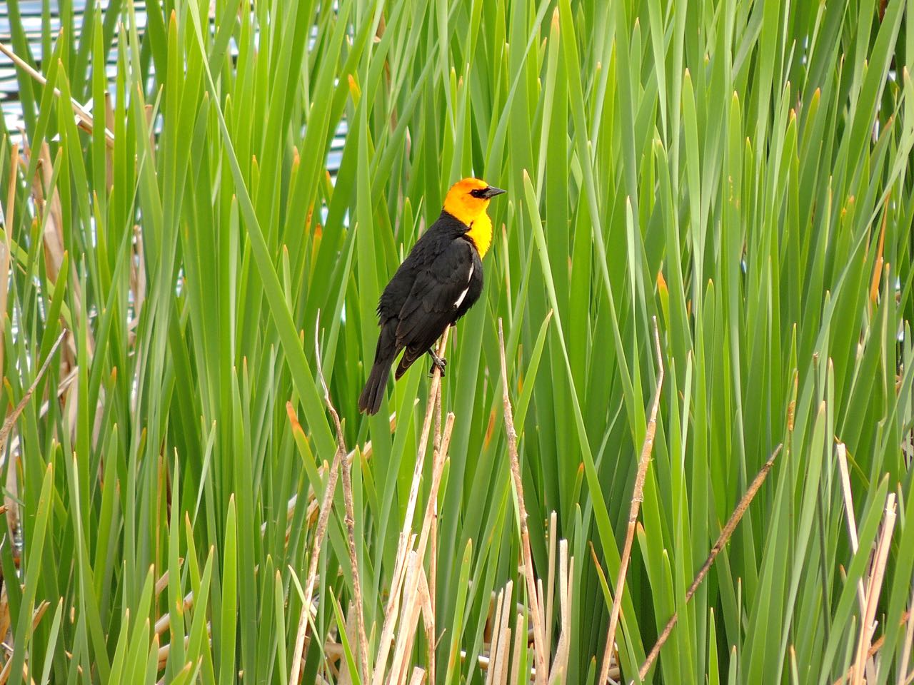 Yellow-headed Blackbird