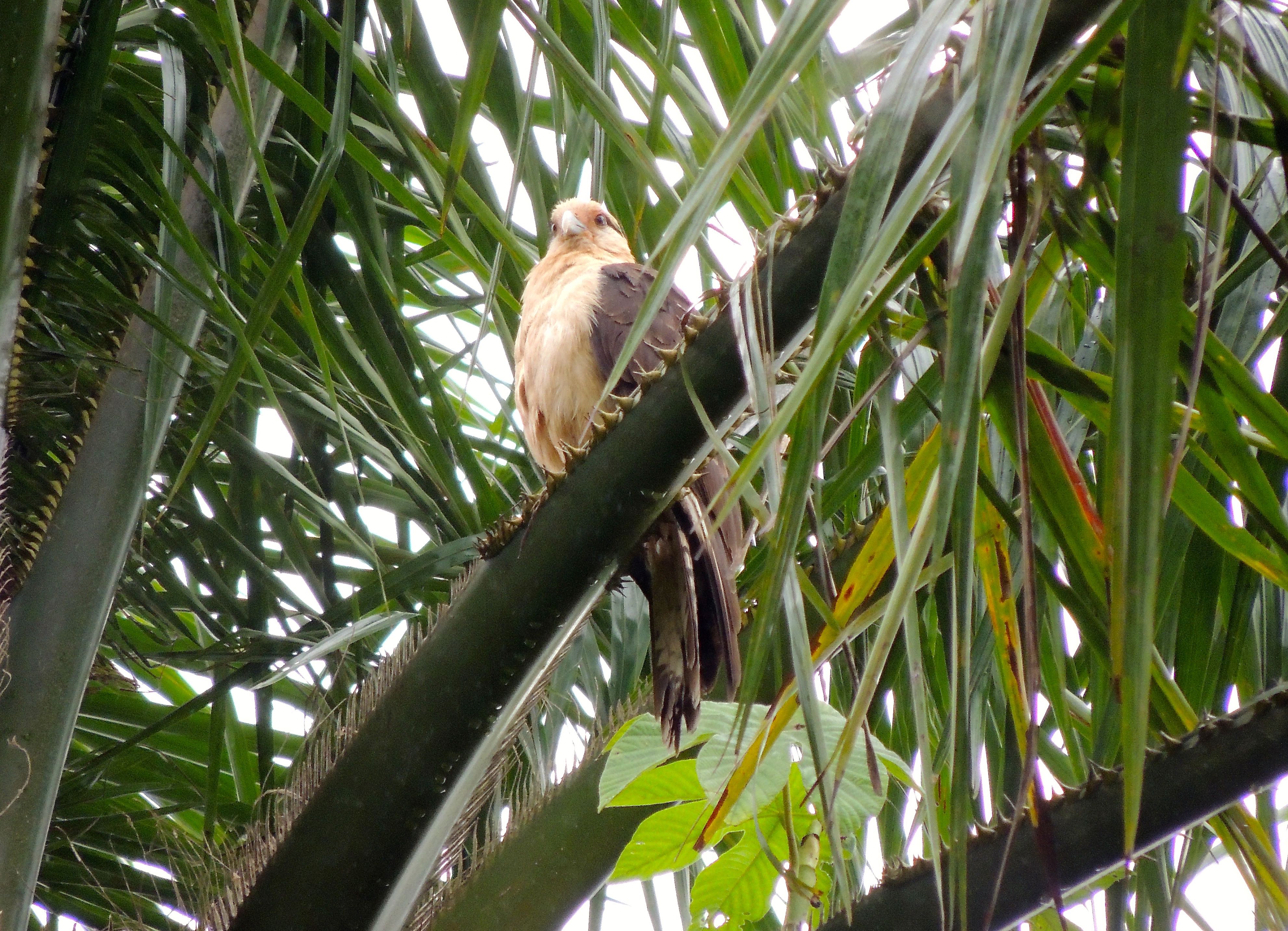 Yellow-headed Caracara