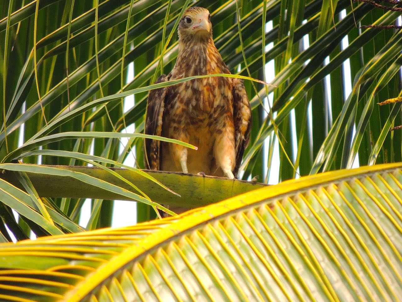 Yellow-headed Caracara