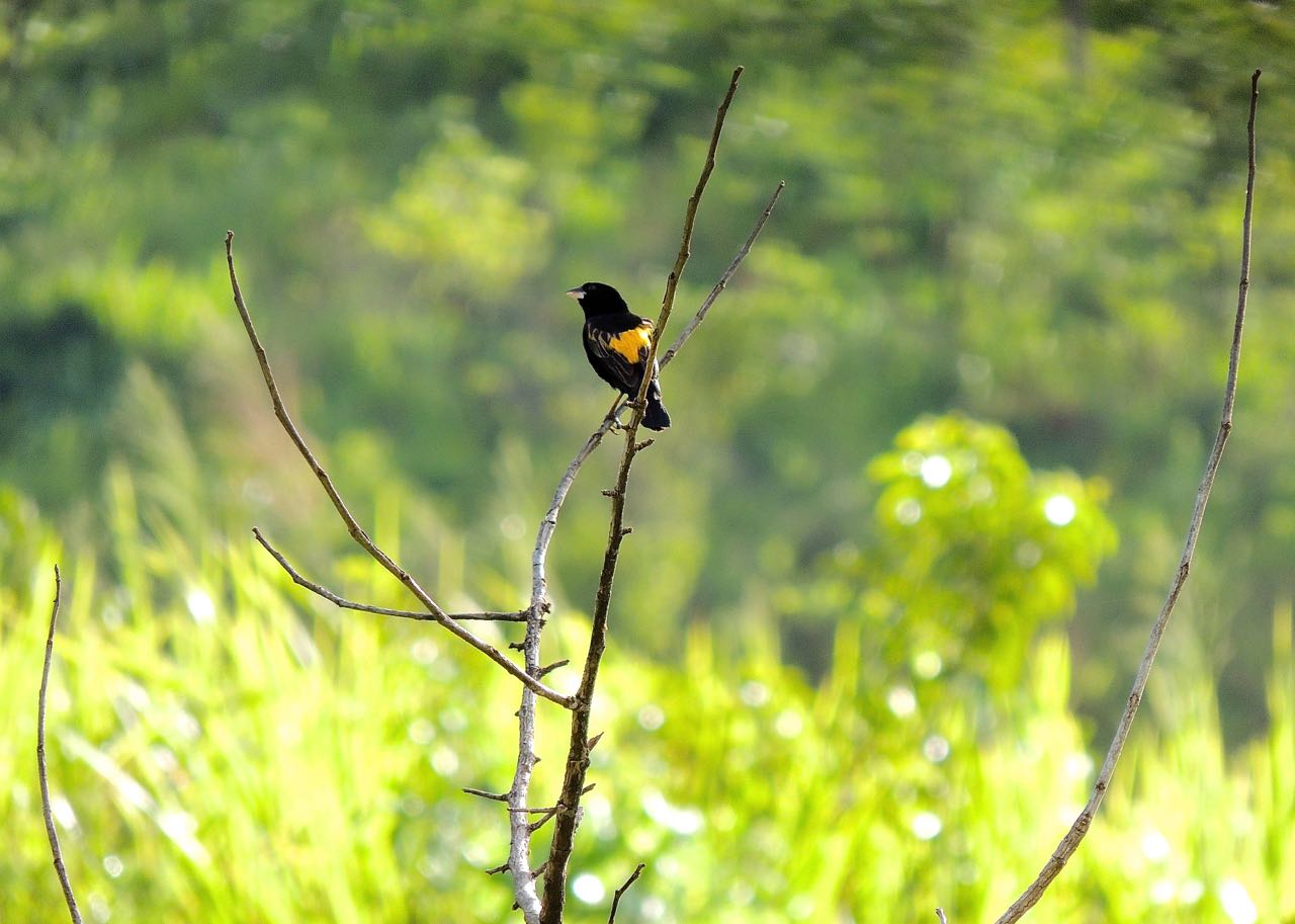 Yellow-mantled Widowbird