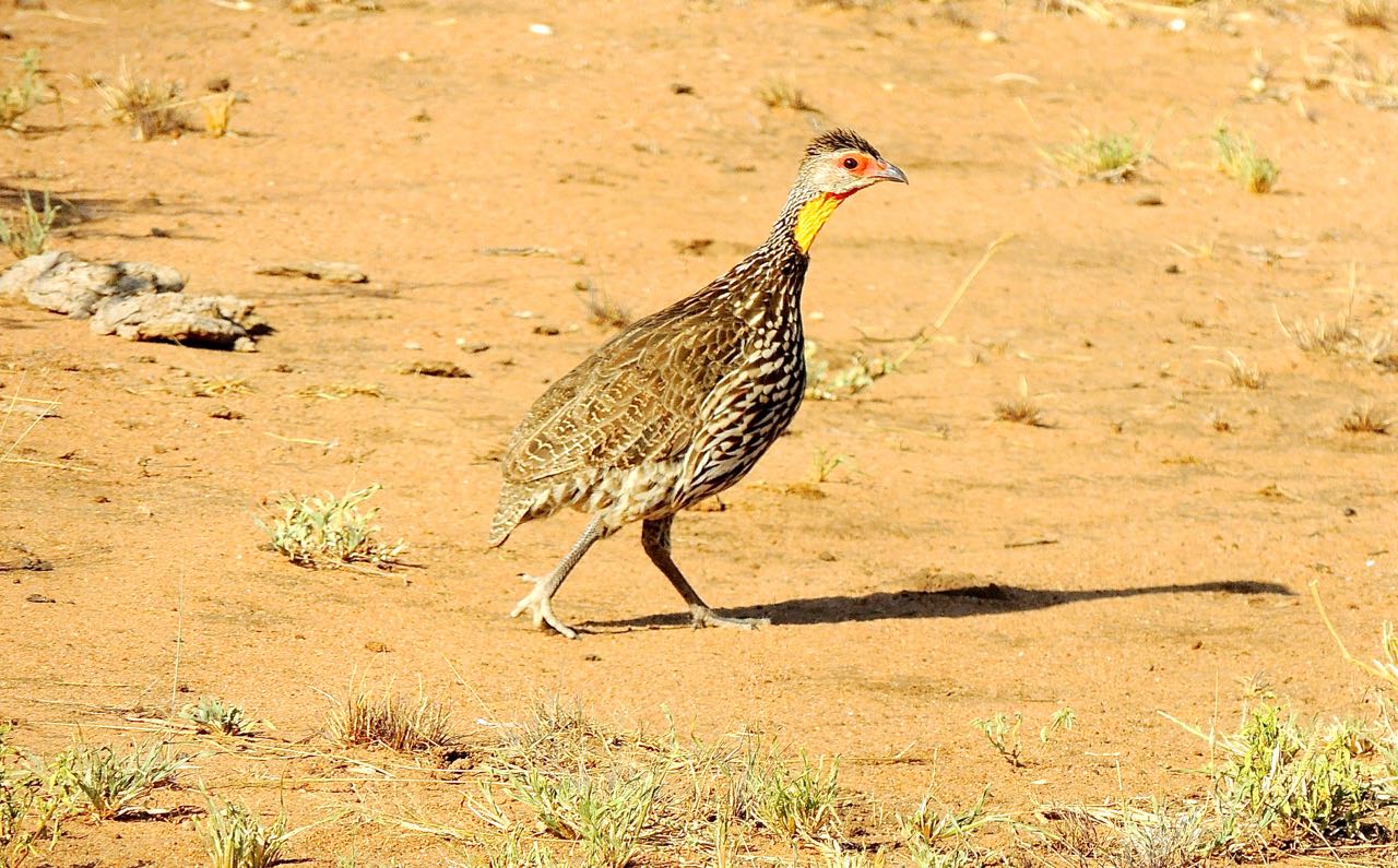 Yellow-necked Spurfowl