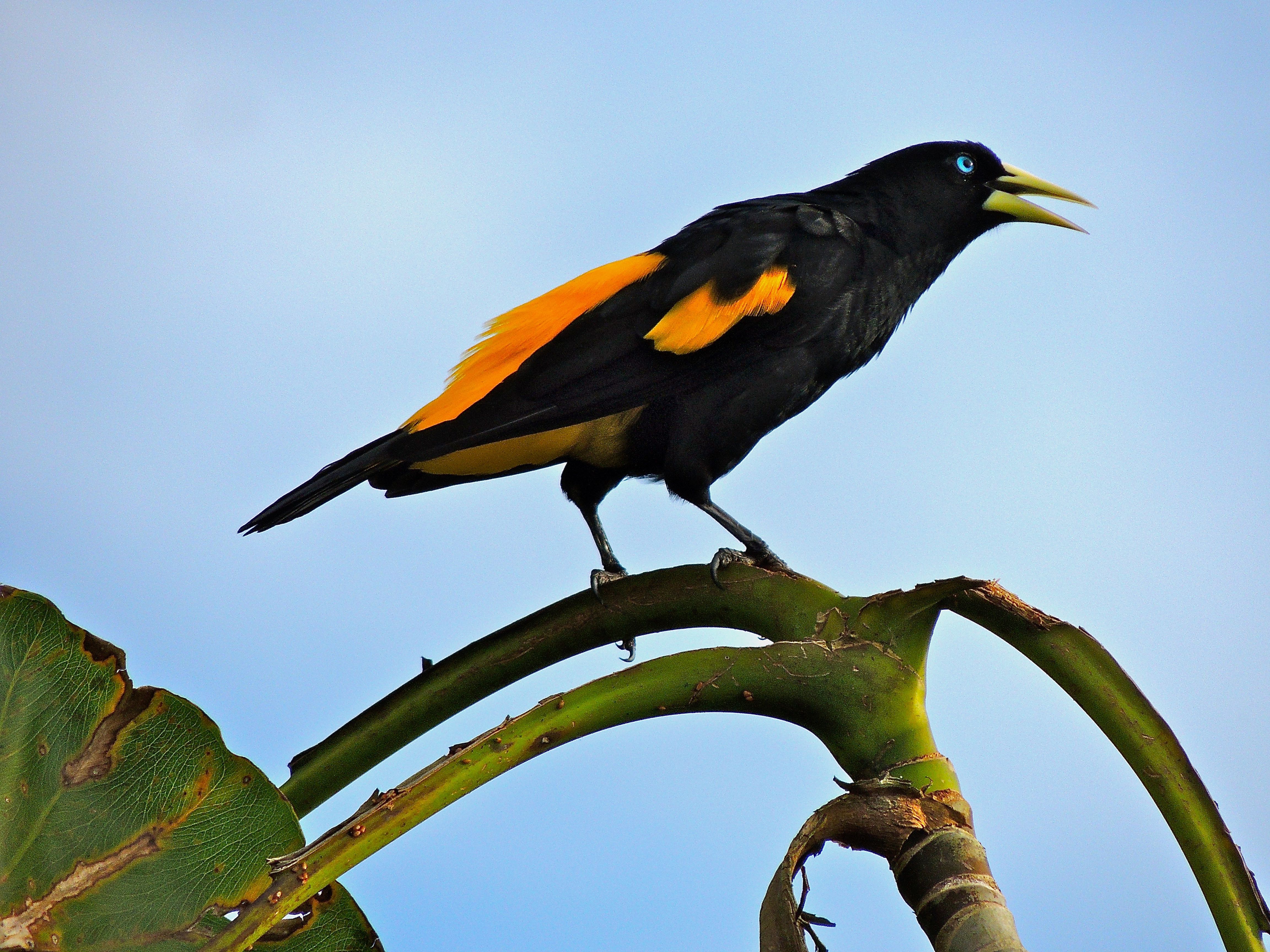 Yellow-rumped Cacique