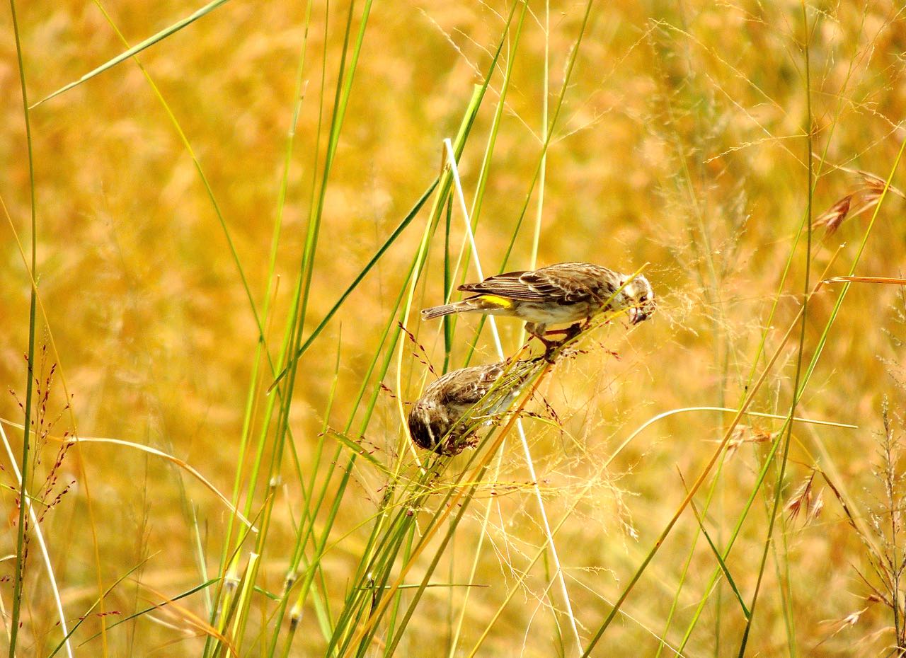 Yellow-rumped Seedeaters