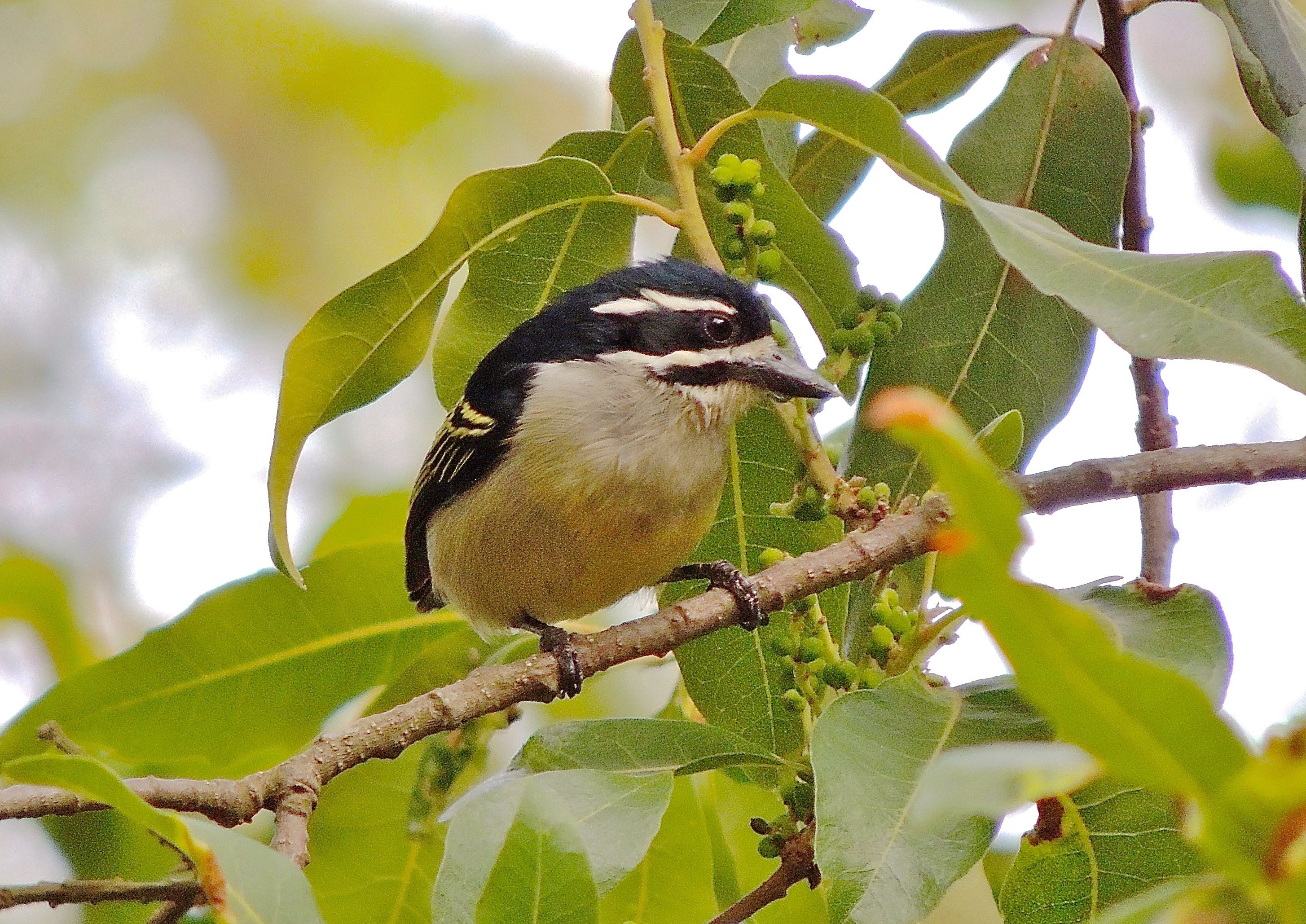 Yellow-rumped Tinkerbird