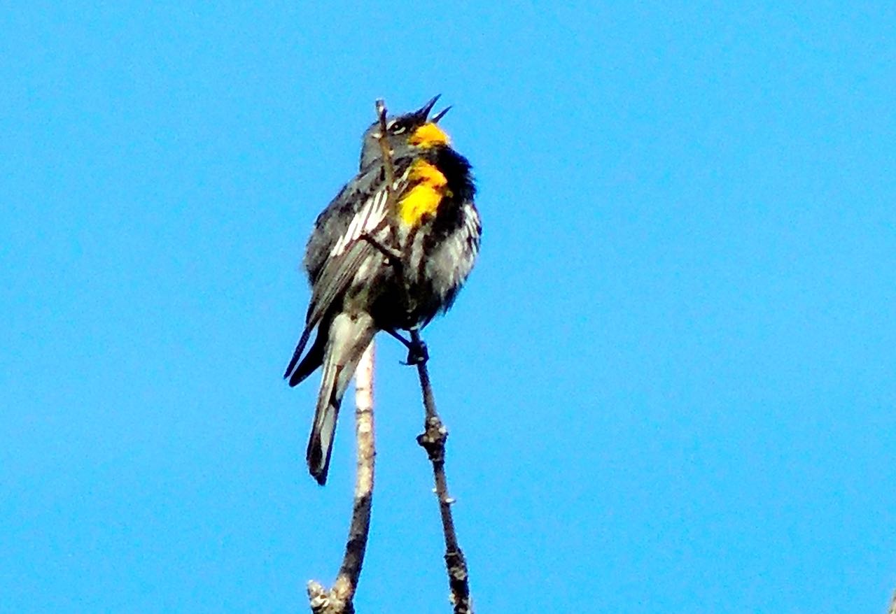 Yellow-rumped (Audubon's) Warbler