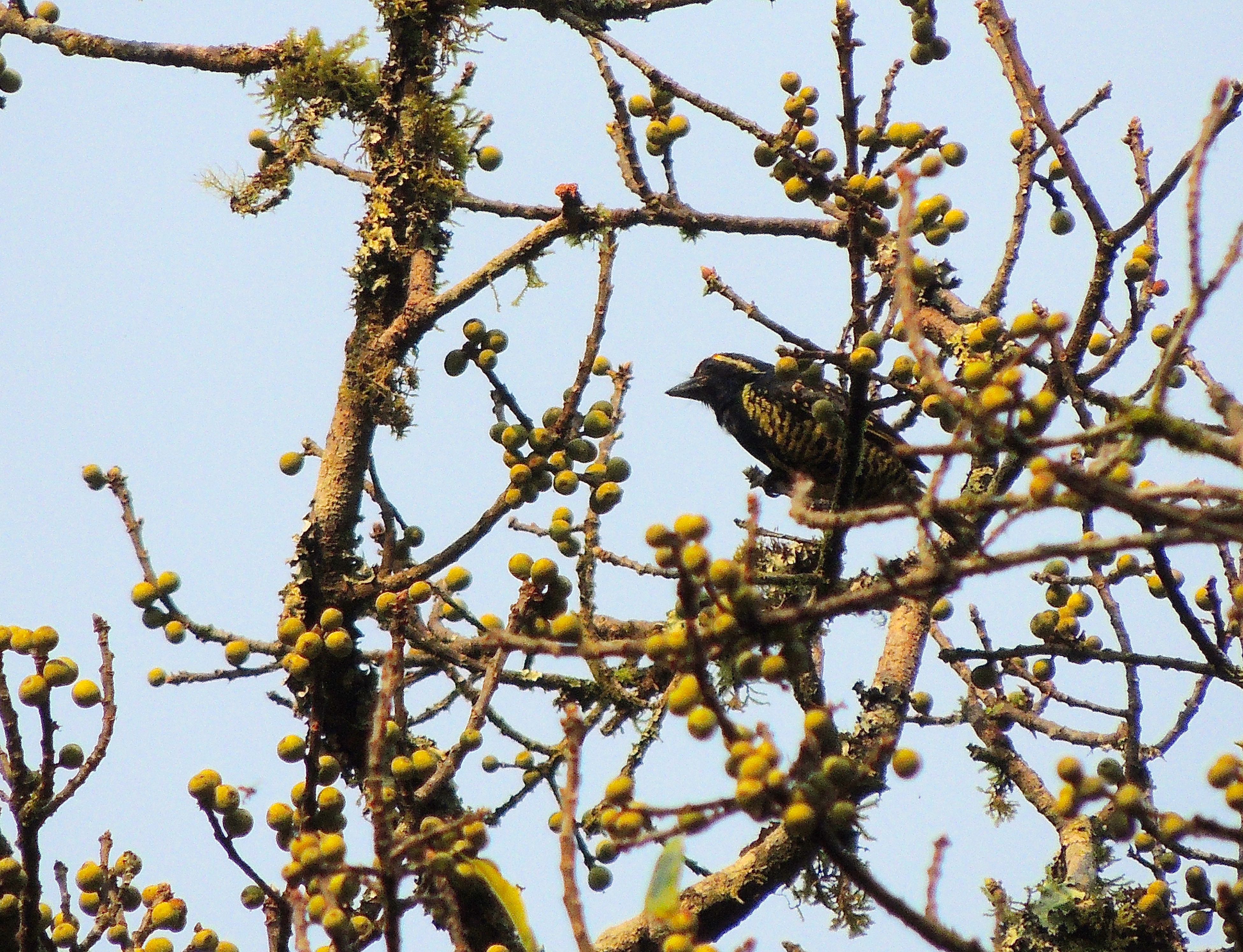 Yellow-spotted Barbet