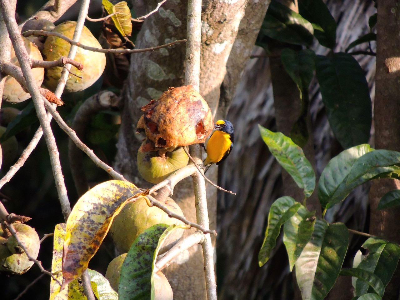 Yellow-throated Euphonia