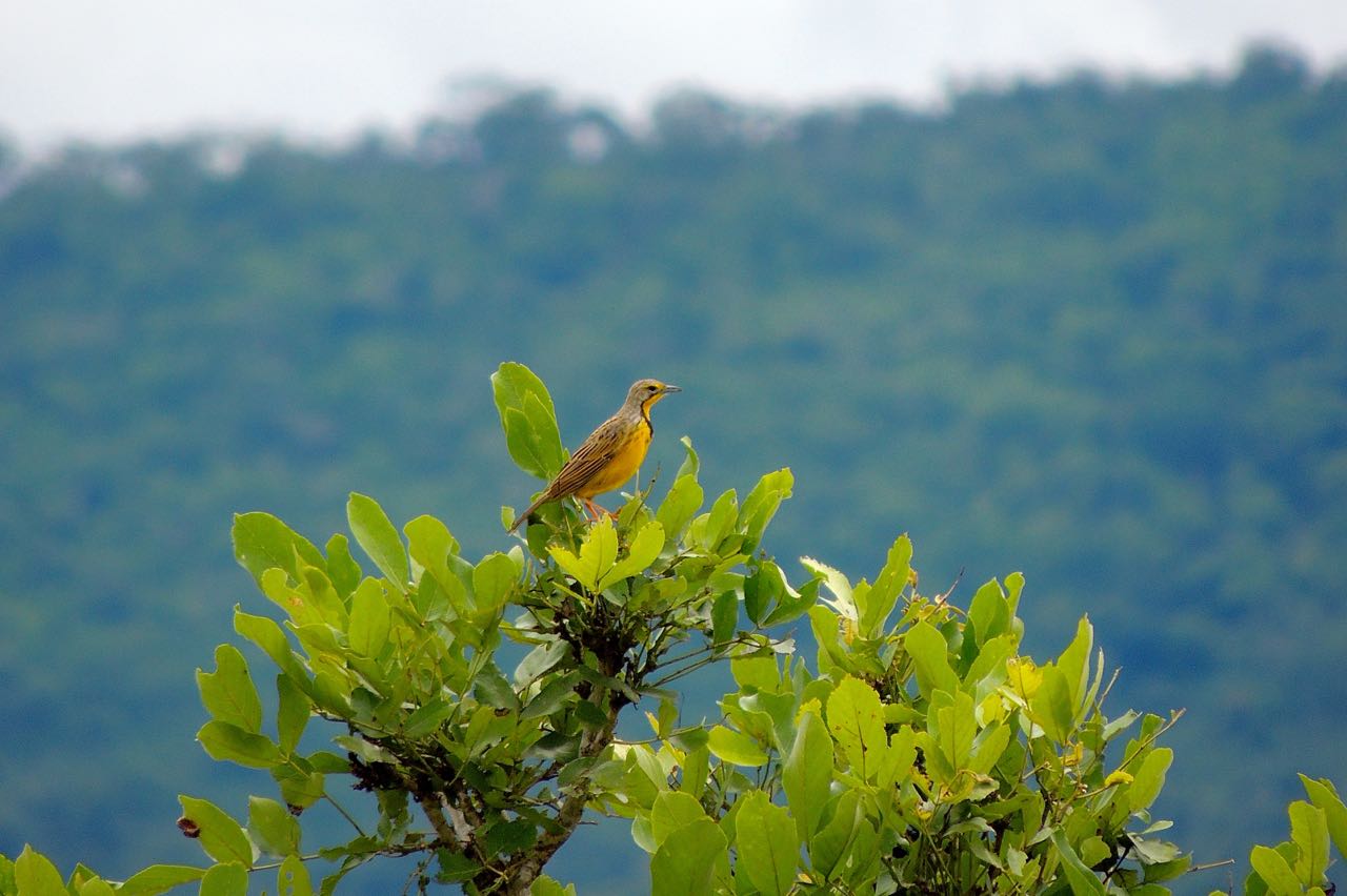 Yellow-throated Longclaw