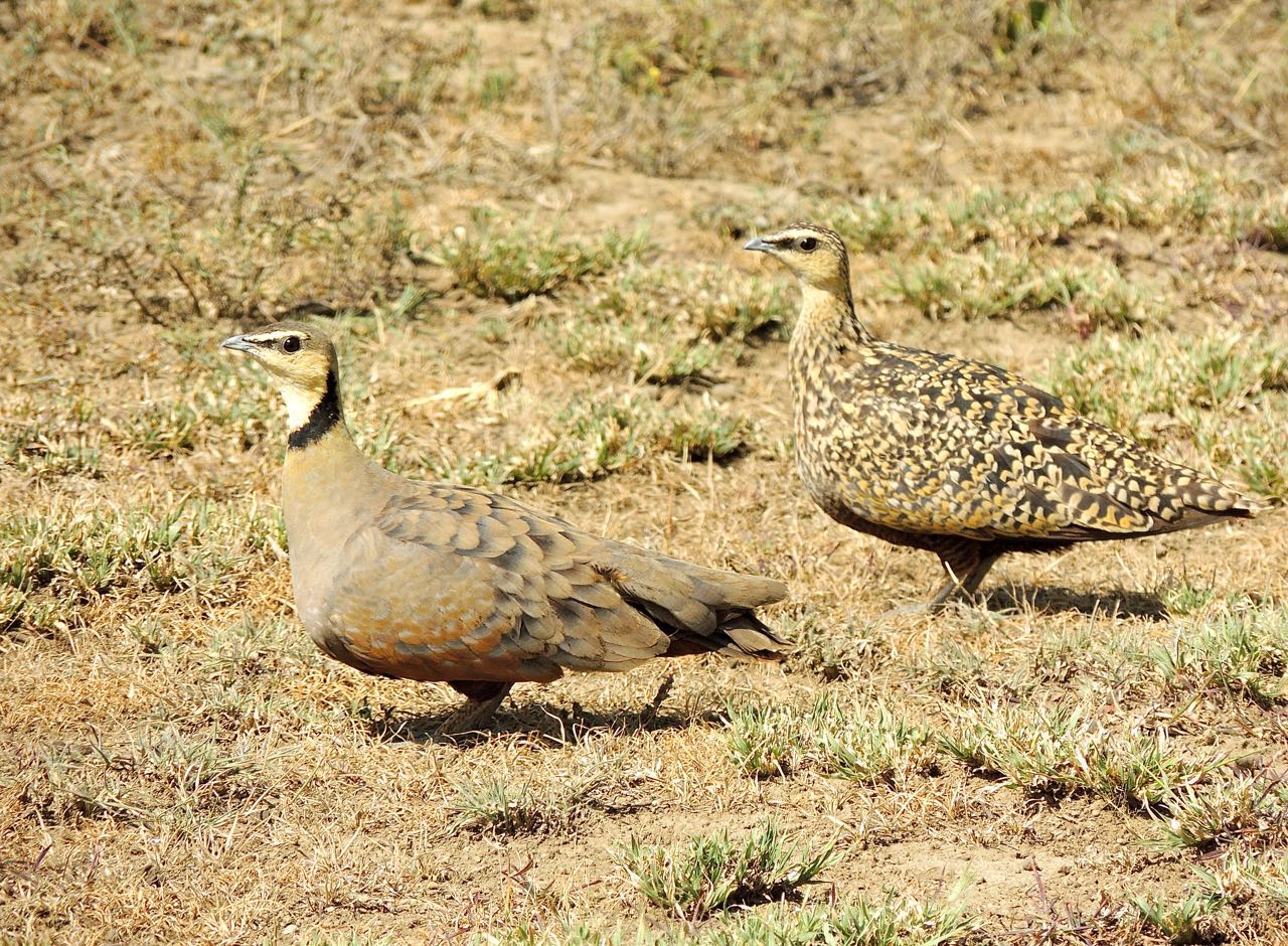 Yellow-throated Sandgrouse