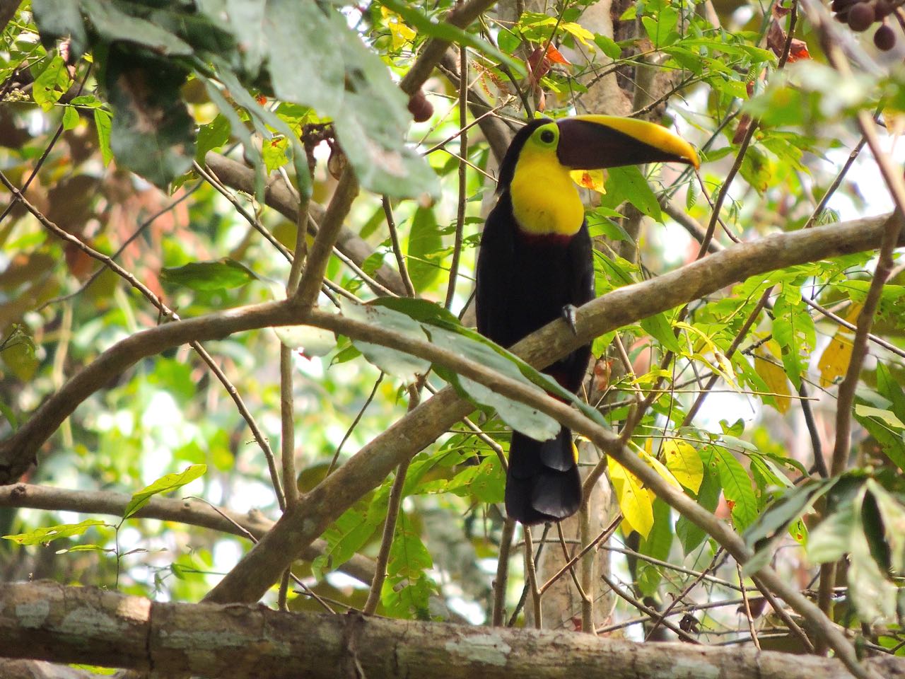 Yellow-throated Toucan