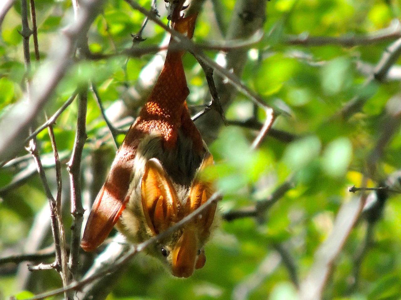 Yellow-winged Bat