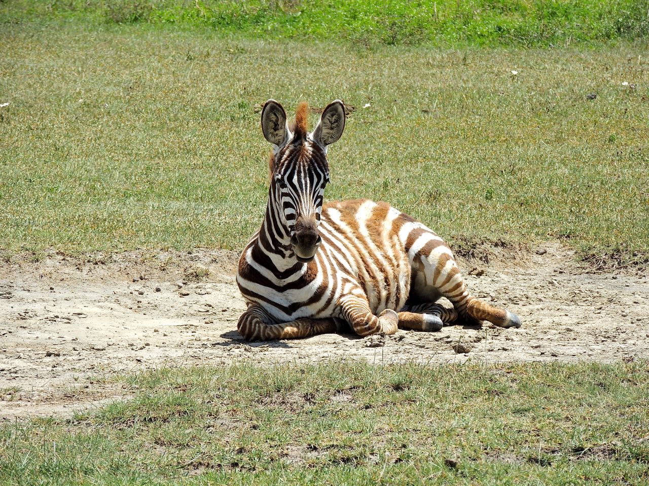 Plains Zebra