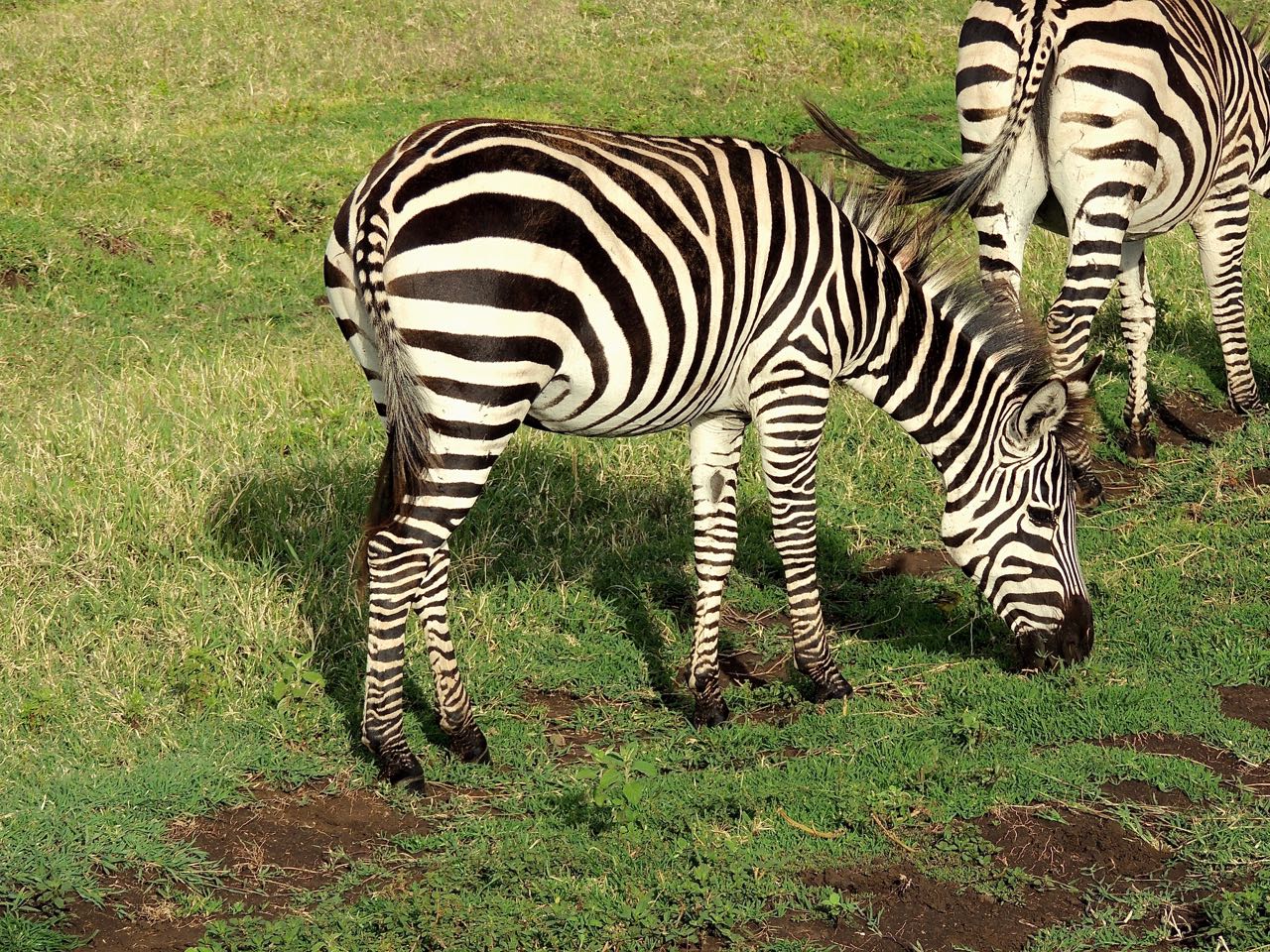 Plains Zebras