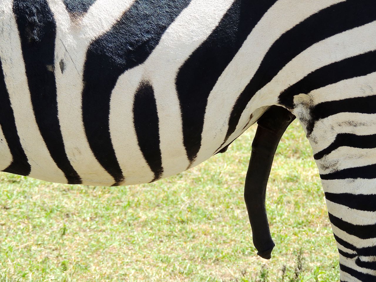 Plains Zebra