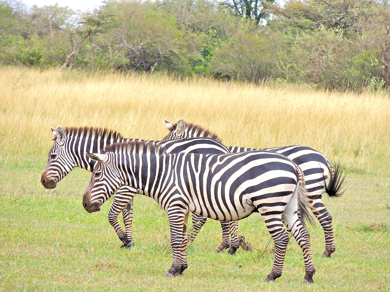 Plains Zebras