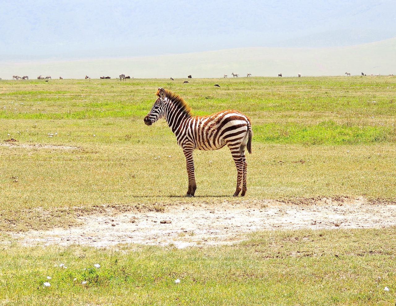 Plains Zebra