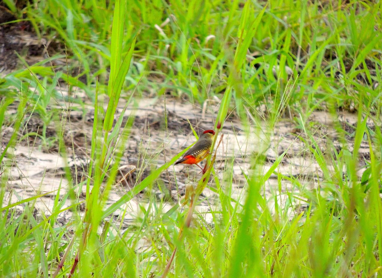 Zebra Waxbill