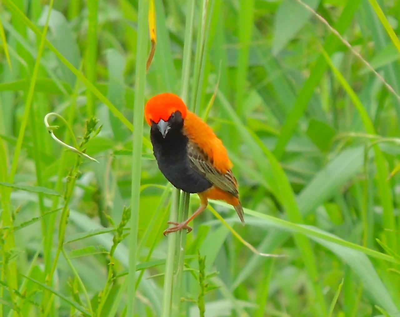 Zanzibar Red Bishop