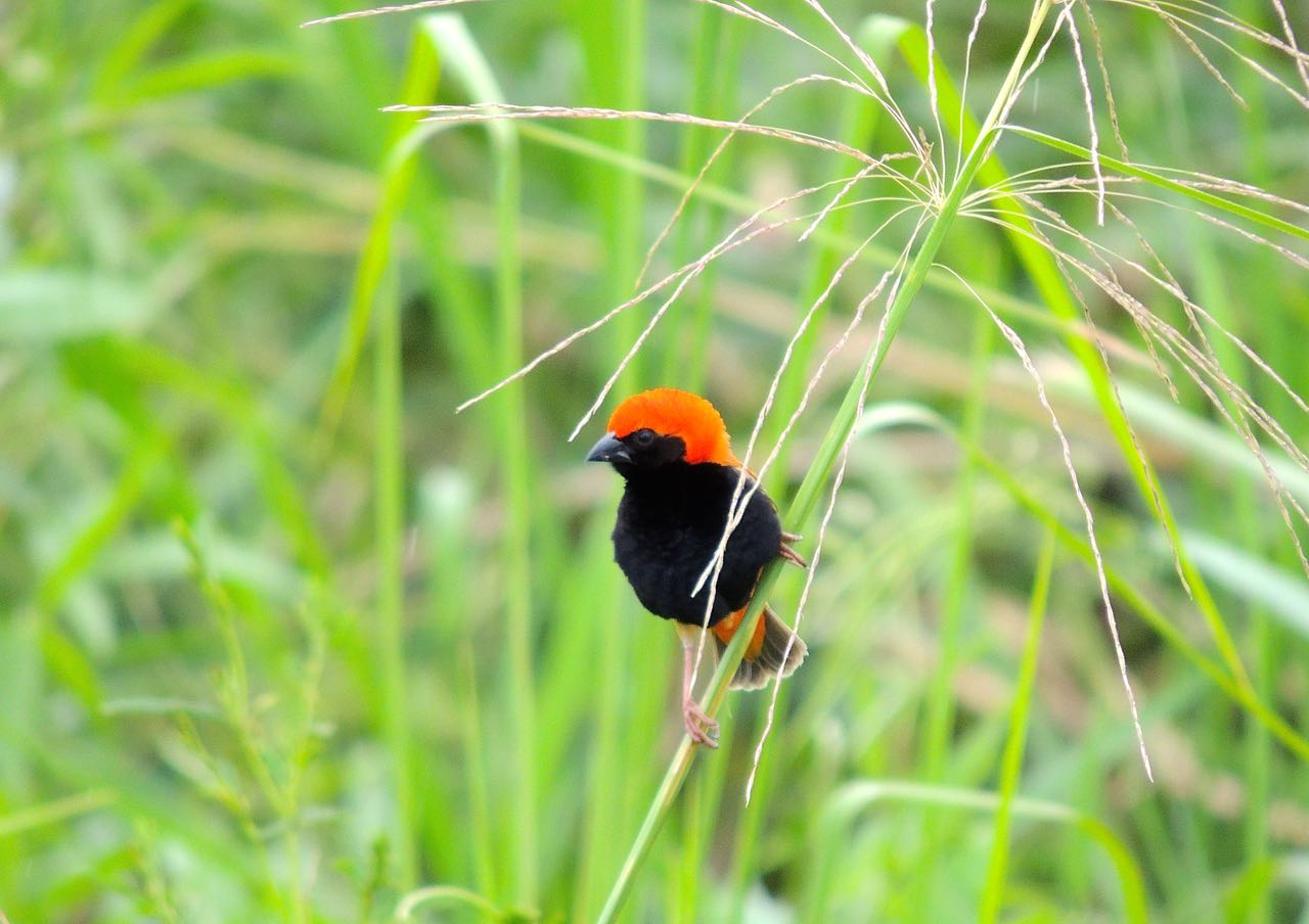 Zanzibar Red Bishop