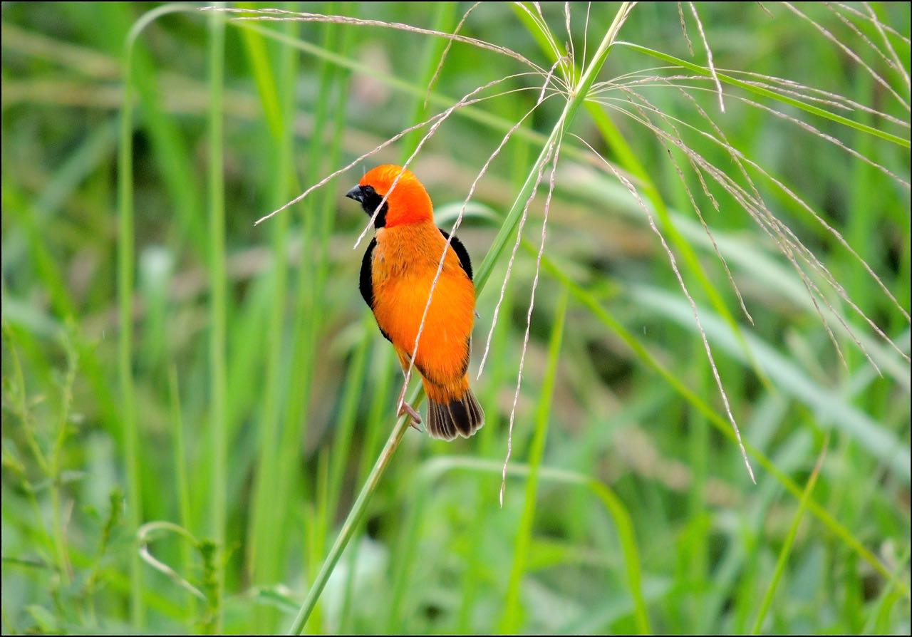 Zanzibar Red Bishop