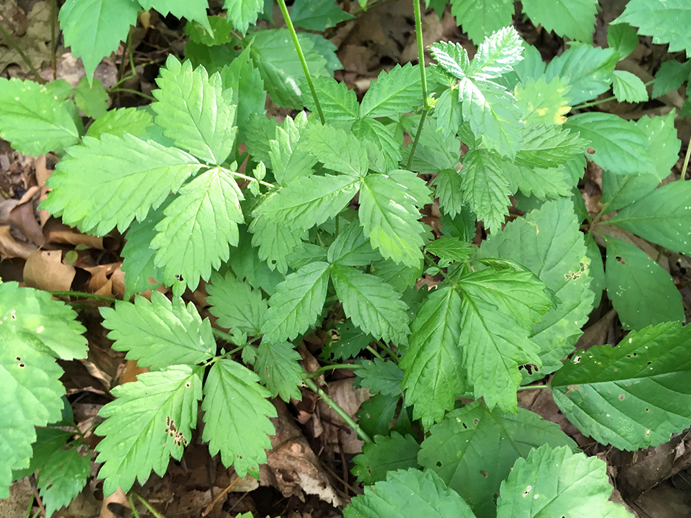 Woodland Agrimony