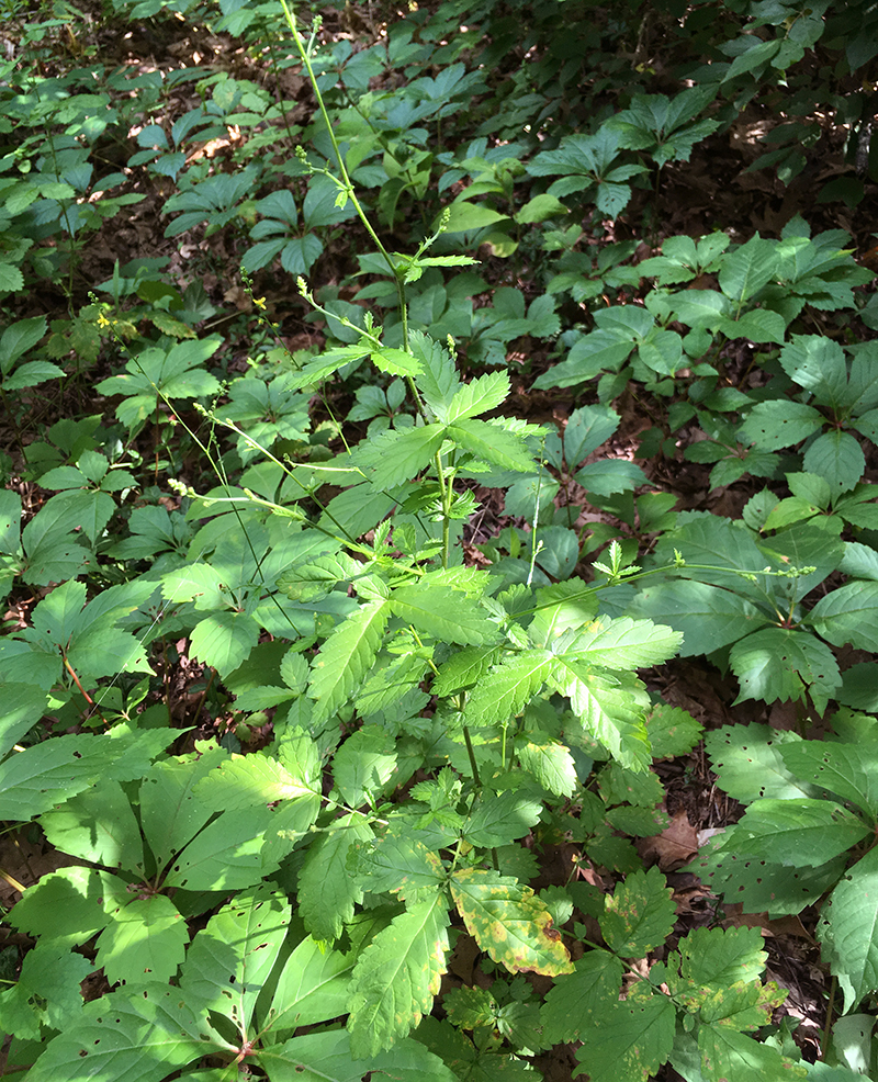 Woodland Agrimony