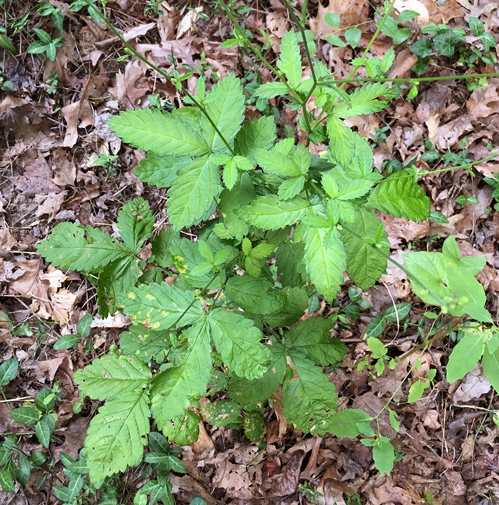 Woodland Agrimony