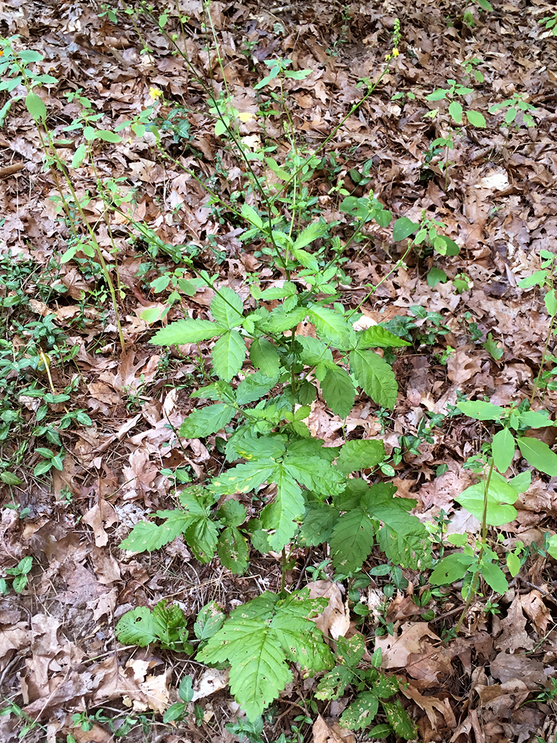 Woodland Agrimony