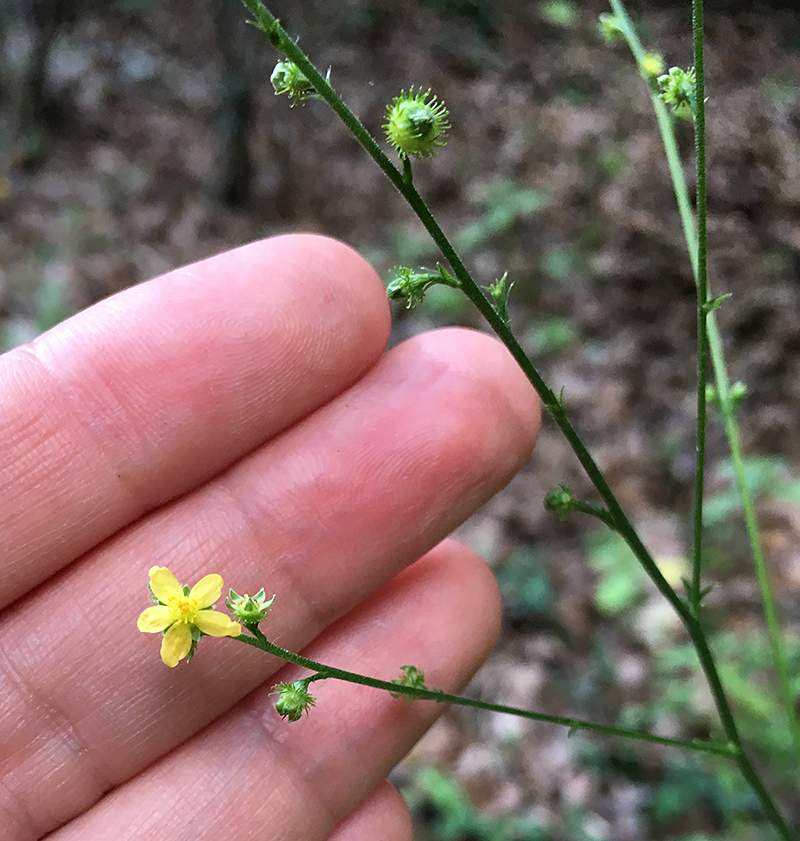 Woodland Agrimony