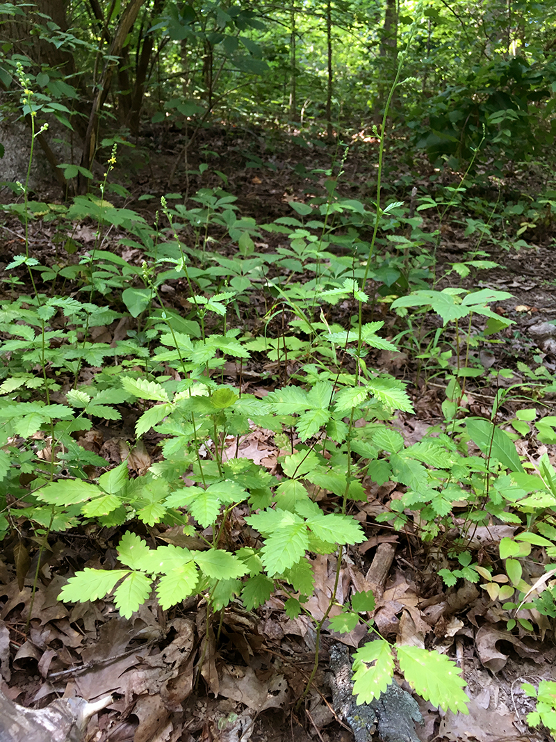 Woodland Agrimony