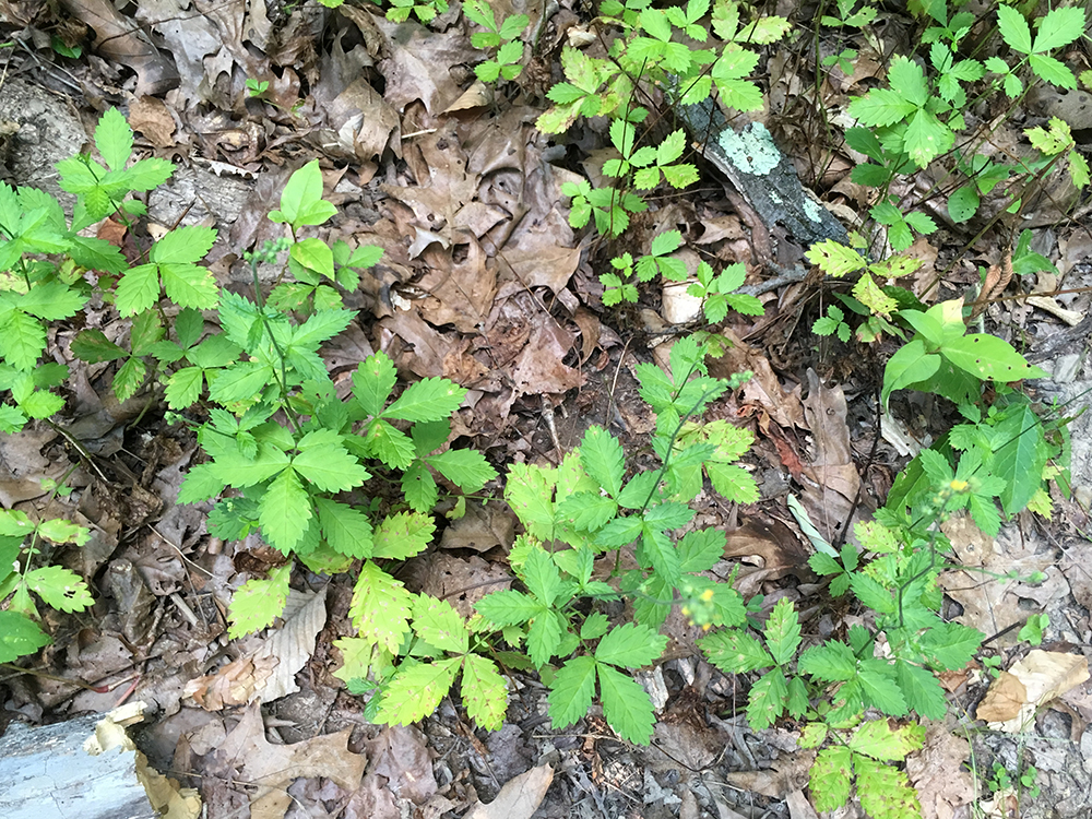 Woodland Agrimony