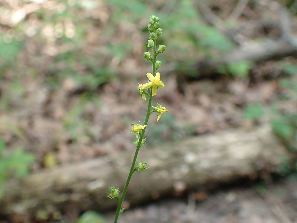 Woodland Agrimony