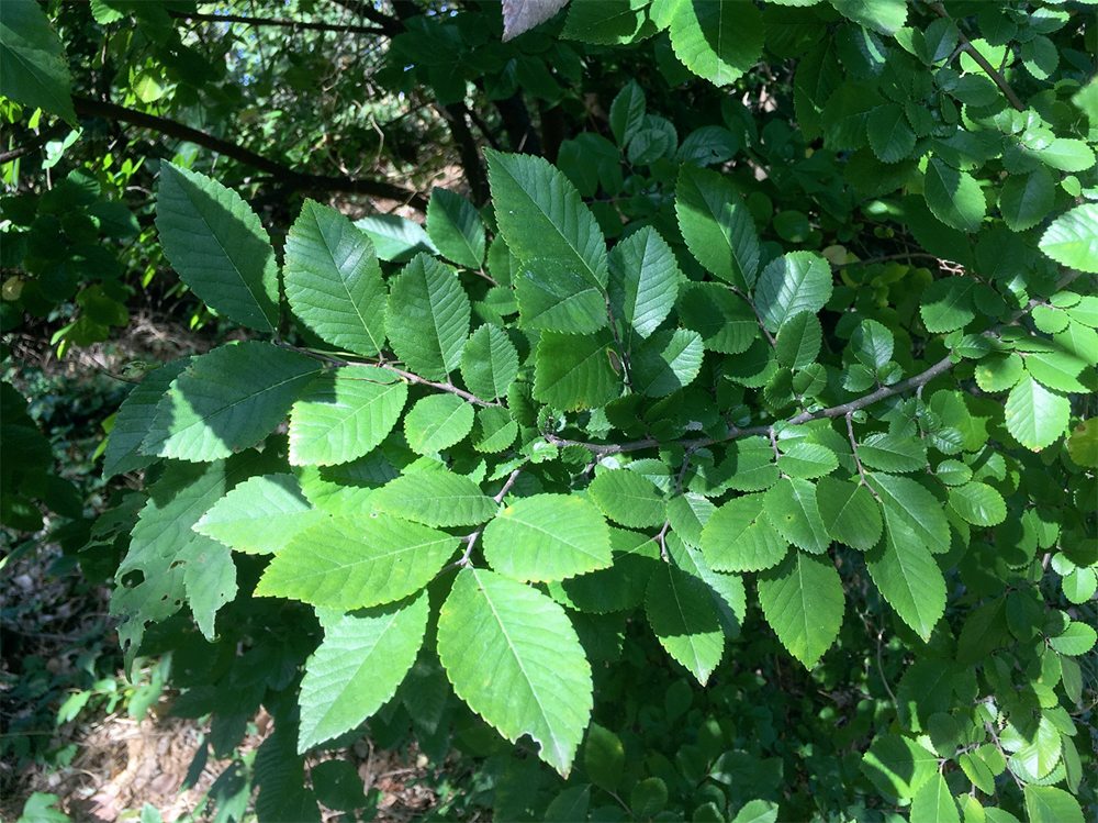 American Elm leaves