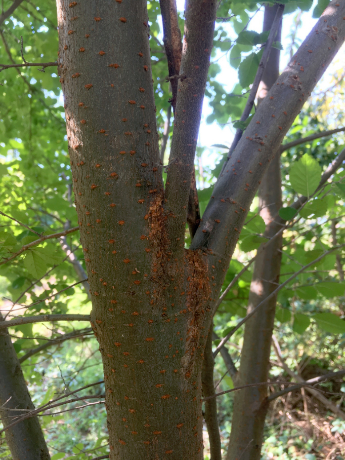 American Elm bark