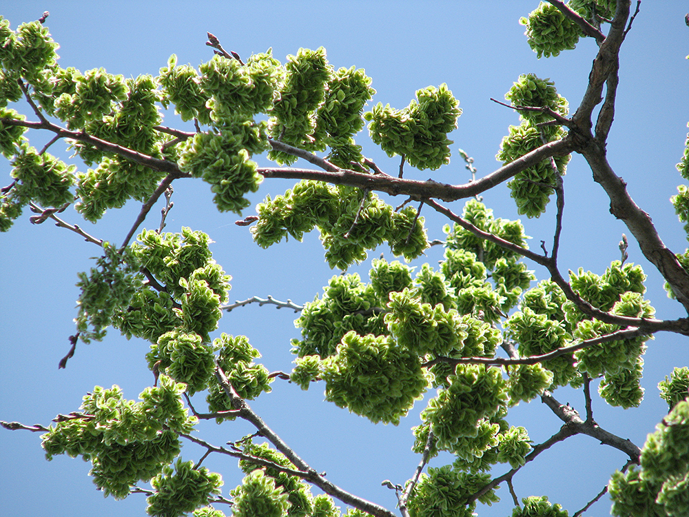 American Elm seeds