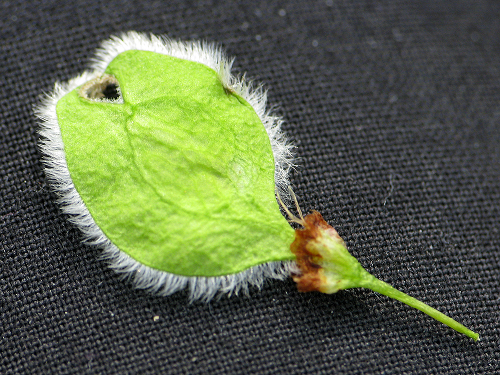 American Elm seed