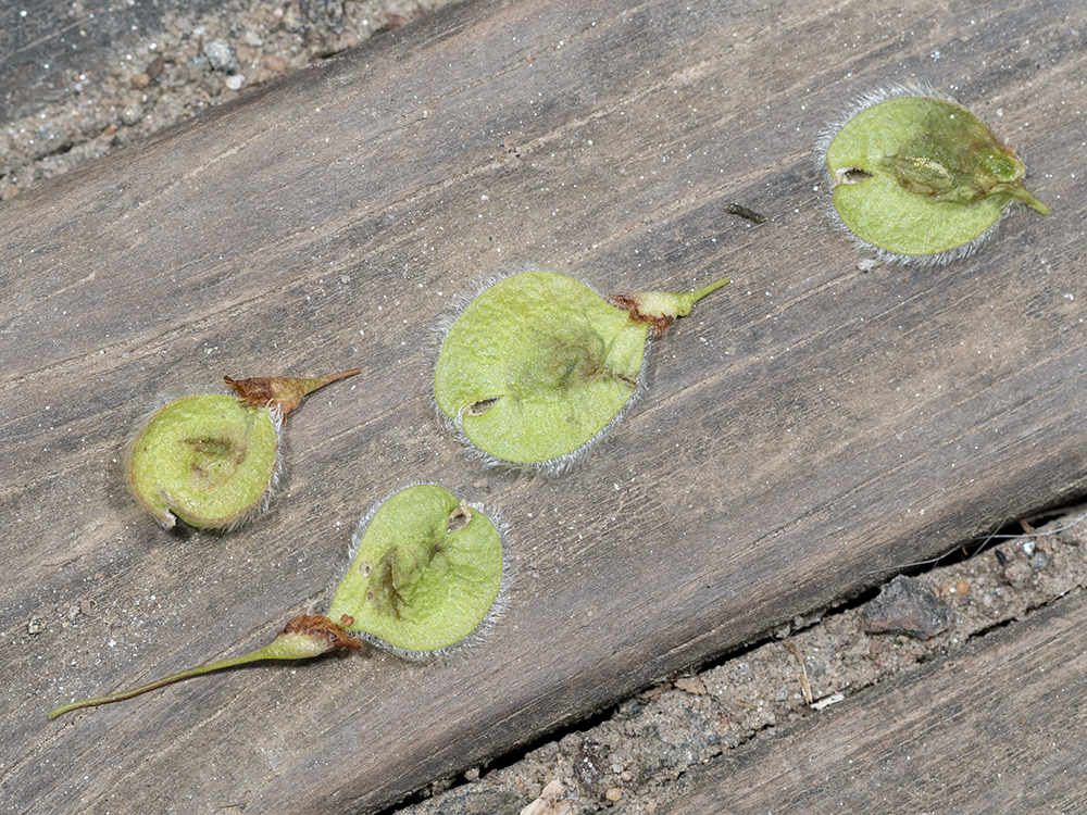 American Elm seeds