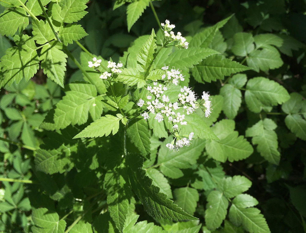 Aniseroot in Flower