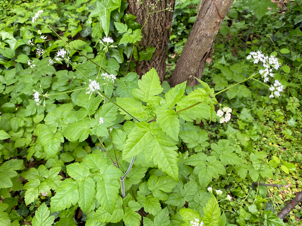 Aniseroot in Flower